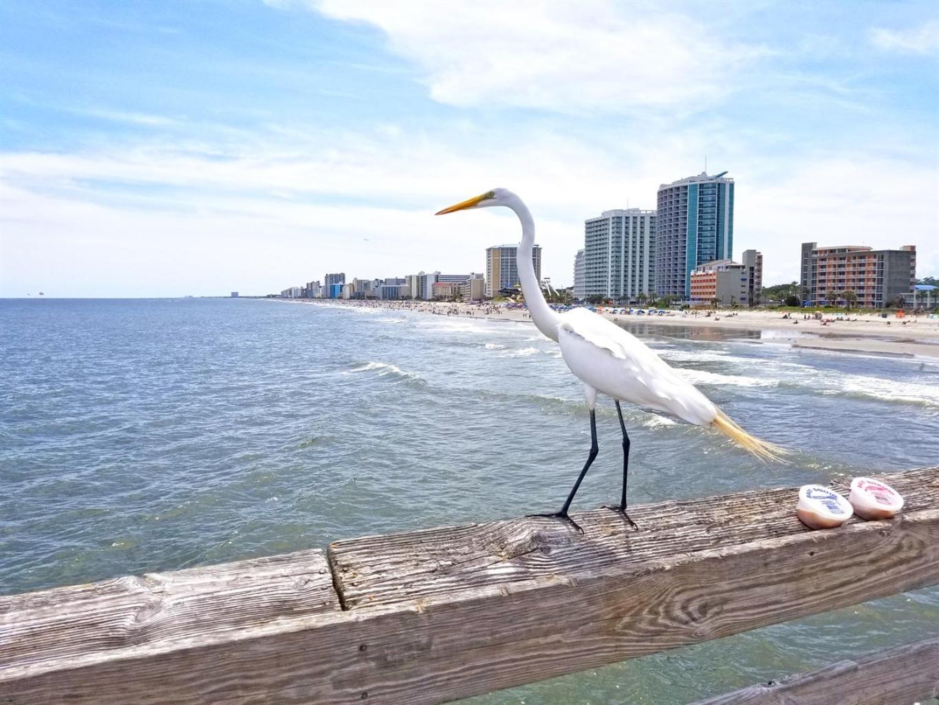7Th Floor! Modern Building, Direct Oceanfront View Villa Myrtle Beach Exteriör bild
